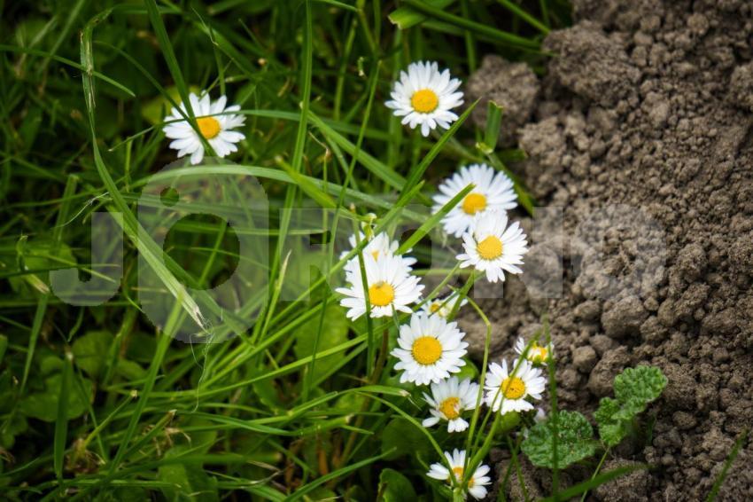 Aus der Kategorie Blumen&Pflanzen