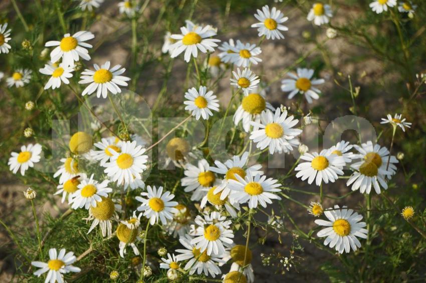 Aus der Kategorie Blumen&Pflanzen