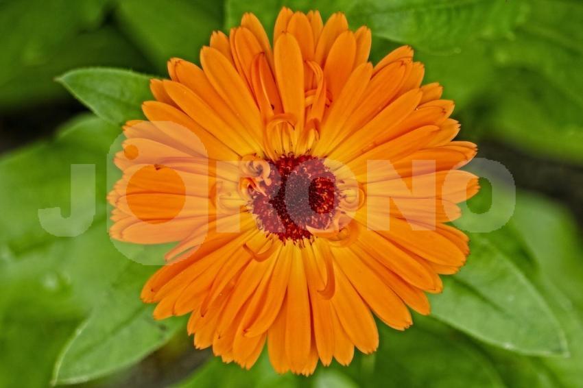 Aus der Kategorie Blumen&Pflanzen