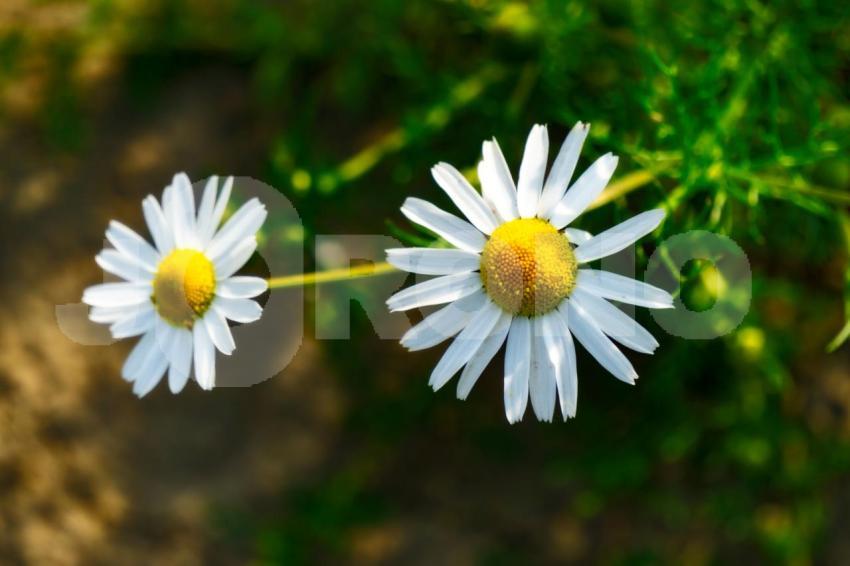 Aus der Kategorie Blumen&Pflanzen