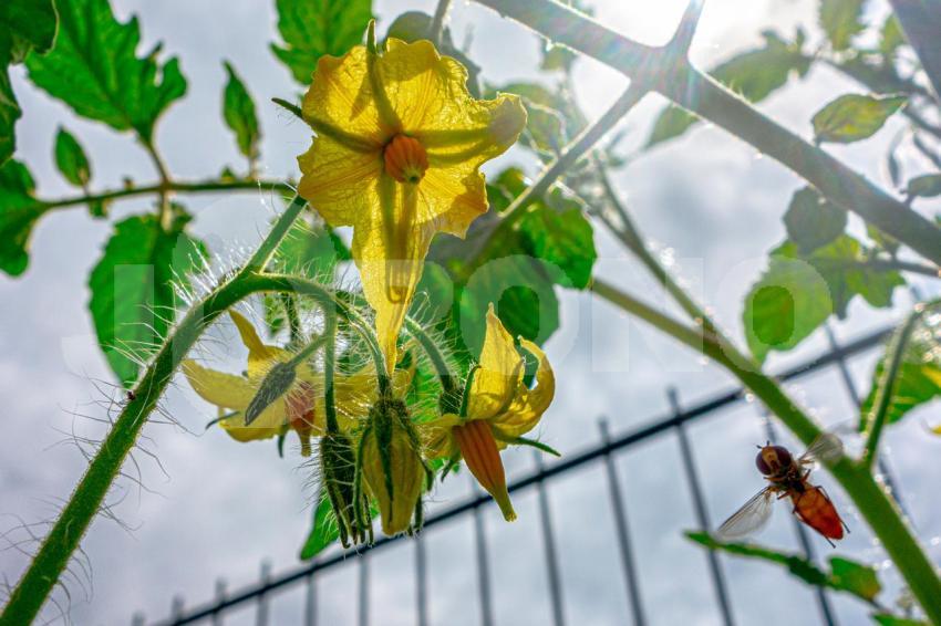 Aus der Kategorie Blumen&Pflanzen