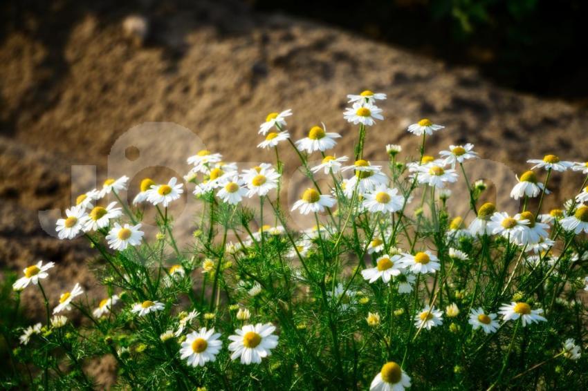 Aus der Kategorie Blumen&Pflanzen
