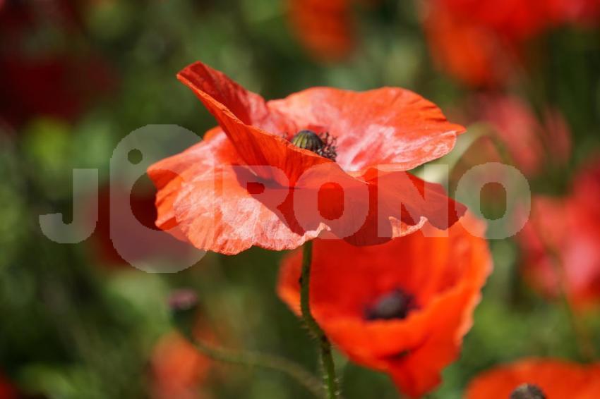 Aus der Kategorie Blumen&Pflanzen