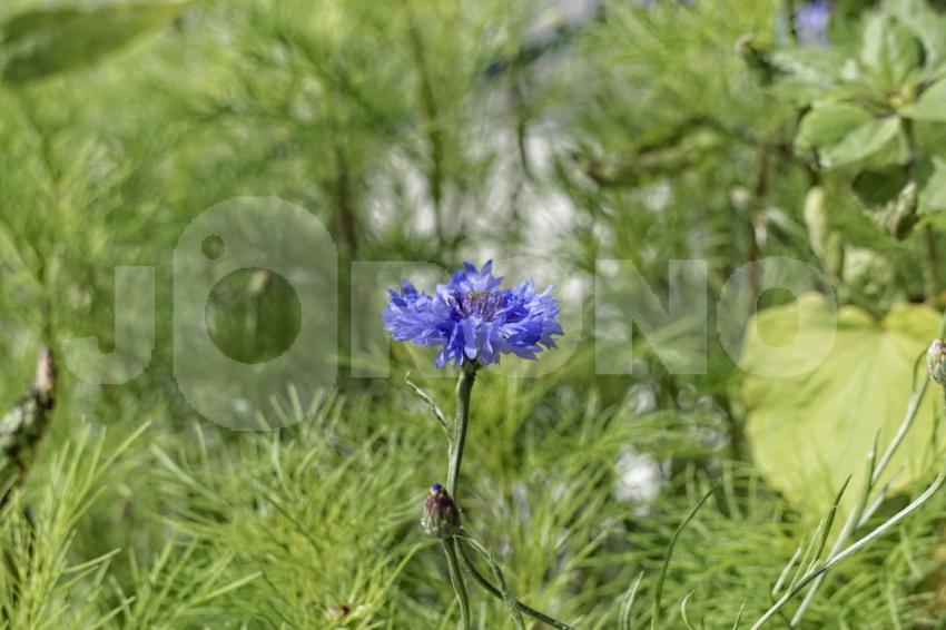 Aus der Kategorie Blumen&Pflanzen