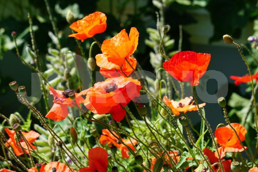 Aus der Kategorie Blumen&Pflanzen