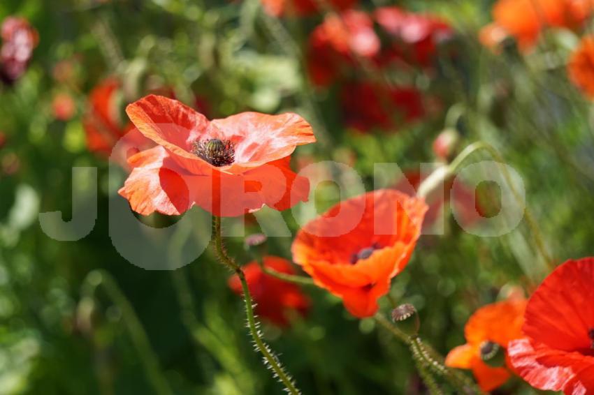 Aus der Kategorie Blumen&Pflanzen