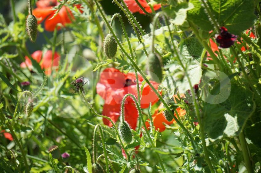 Aus der Kategorie Blumen&Pflanzen