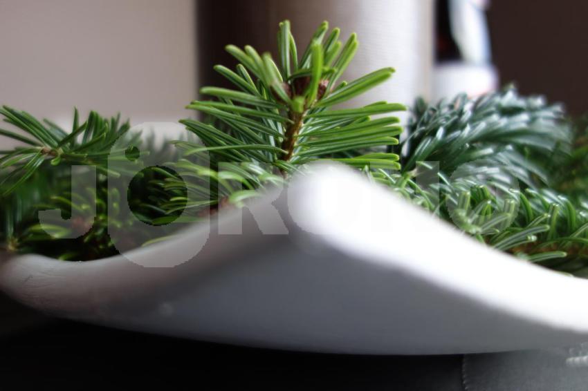 Aus der Kategorie Blumen&Pflanzen