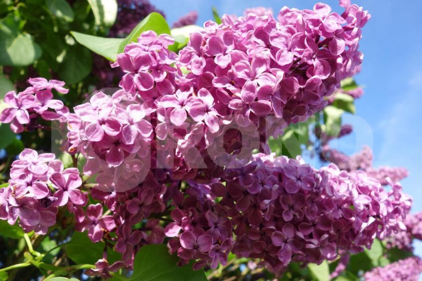 Aus der Kategorie Blumen&Pflanzen