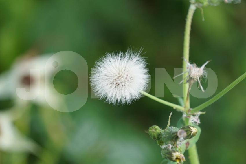 Aus der Kategorie Blumen&Pflanzen