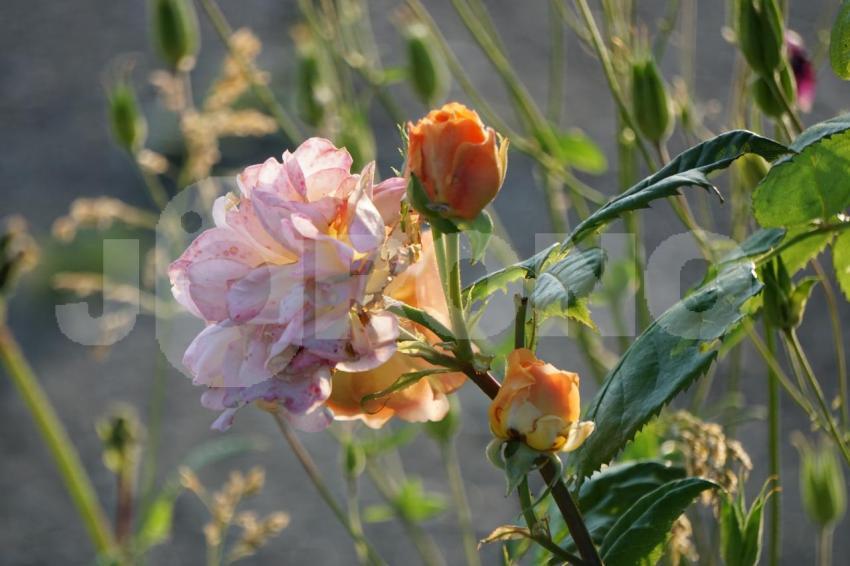 Aus der Kategorie Blumen&Pflanzen