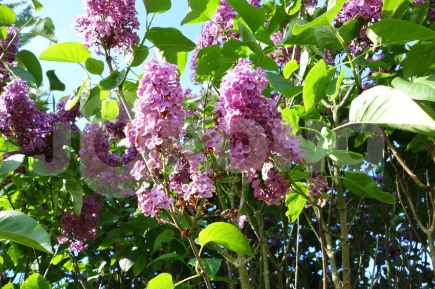 Aus der Kategorie Blumen&Pflanzen