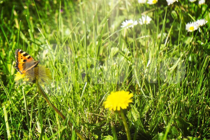 Aus der Kategorie Blumen&Pflanzen