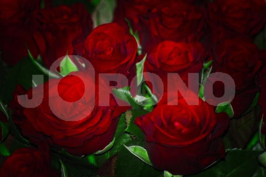 Aus der Kategorie Blumen&Pflanzen