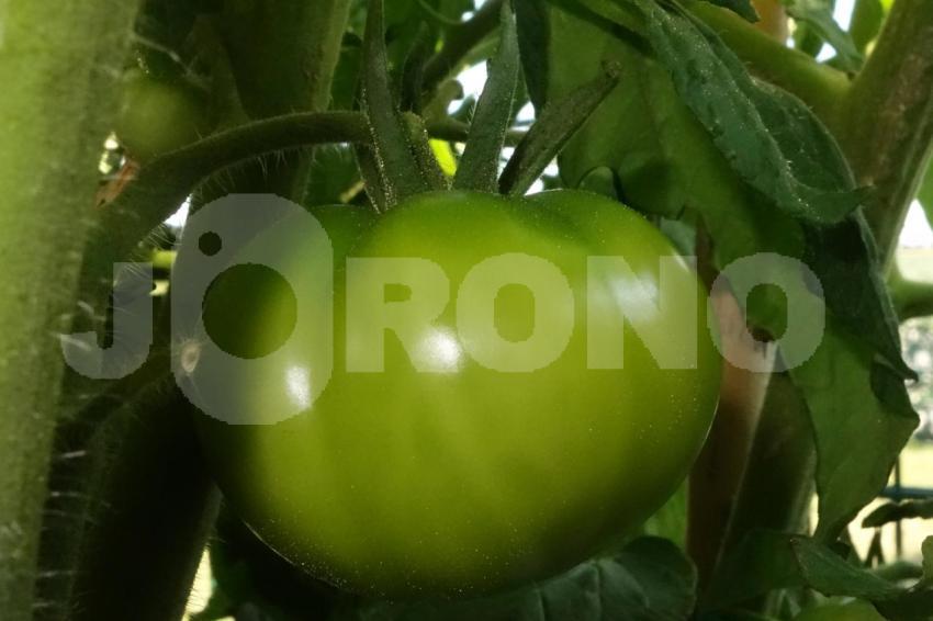 Aus der Kategorie Blumen&Pflanzen