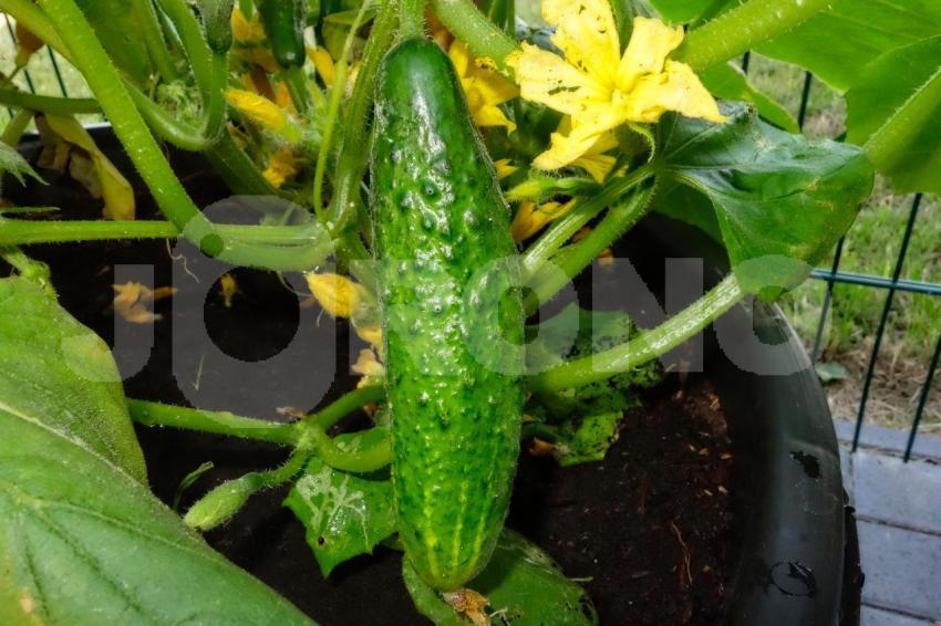 Aus der Kategorie Blumen&Pflanzen