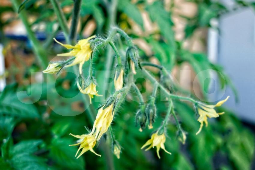 Aus der Kategorie Blumen&Pflanzen