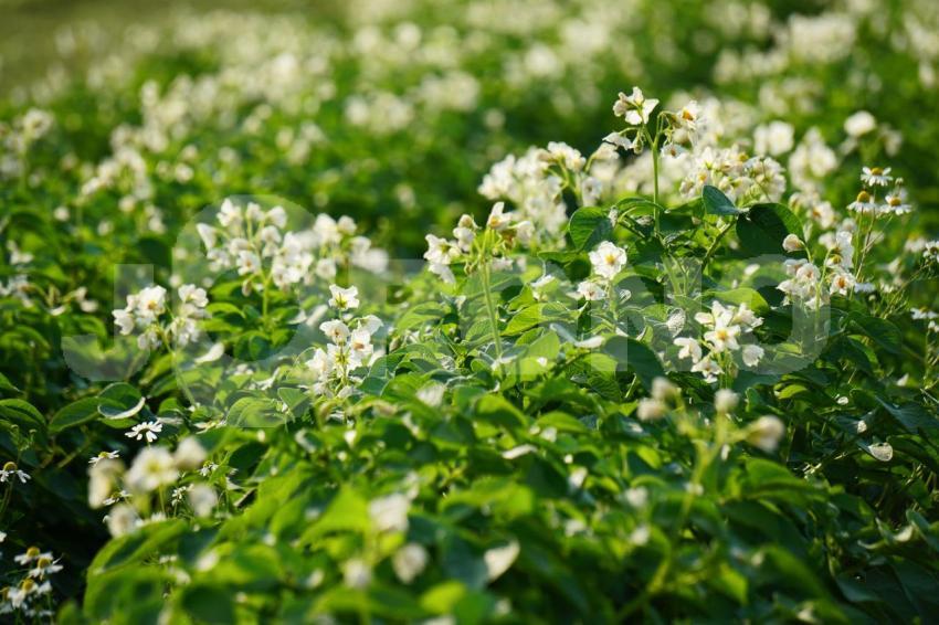 Aus der Kategorie Blumen&Pflanzen