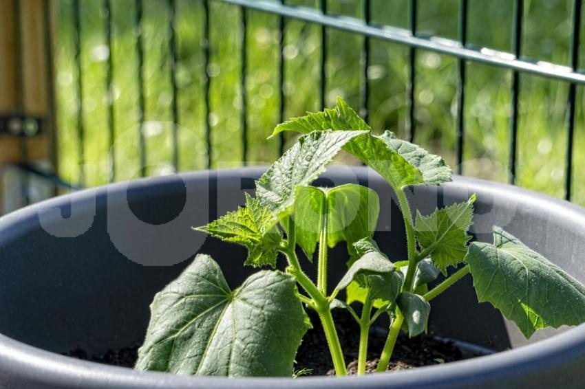 Aus der Kategorie Blumen&Pflanzen
