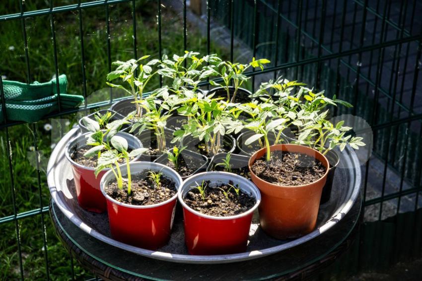 Aus der Kategorie Blumen&Pflanzen