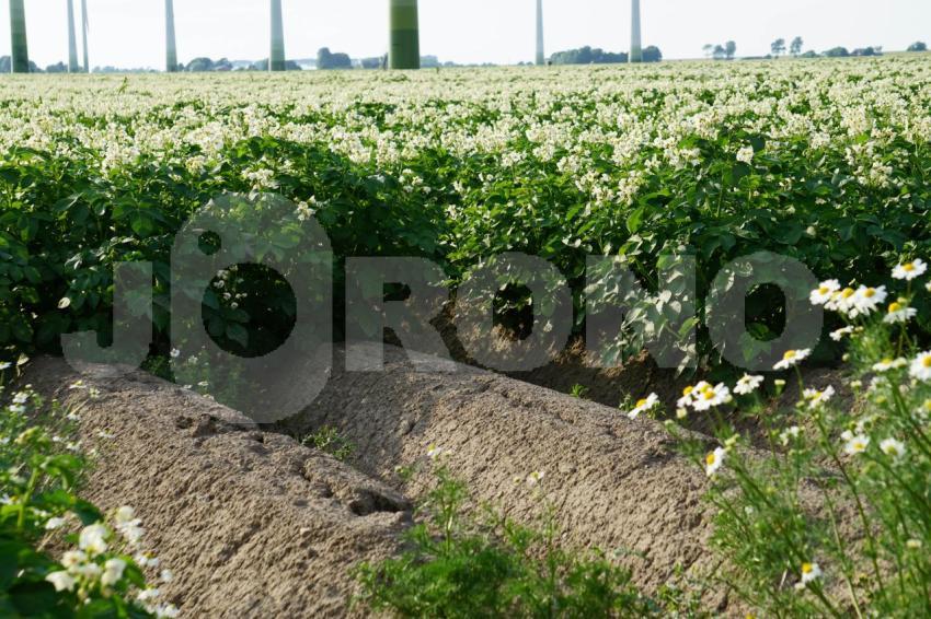 Aus der Kategorie Blumen&Pflanzen