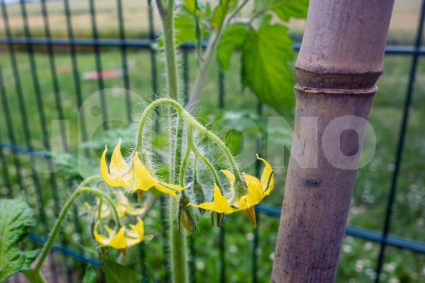Aus der Kategorie Blumen&Pflanzen