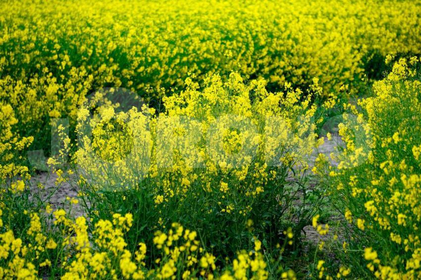 Aus der Kategorie Blumen&Pflanzen
