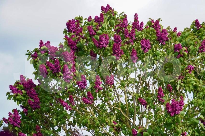 Aus der Kategorie Blumen&Pflanzen