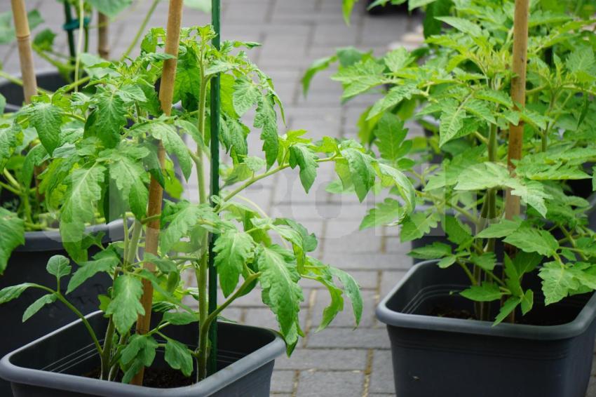 Aus der Kategorie Blumen&Pflanzen