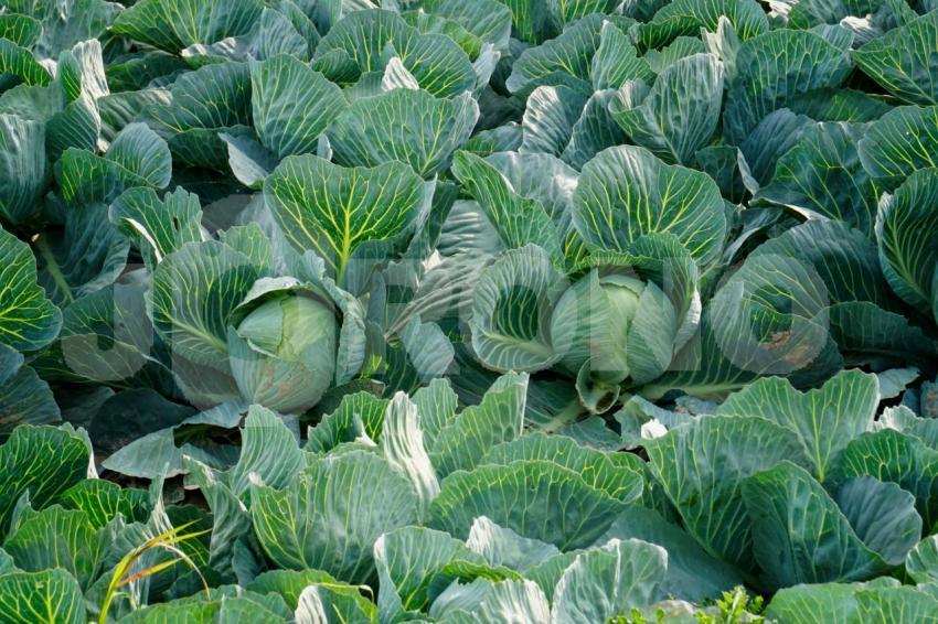 Aus der Kategorie Blumen&Pflanzen