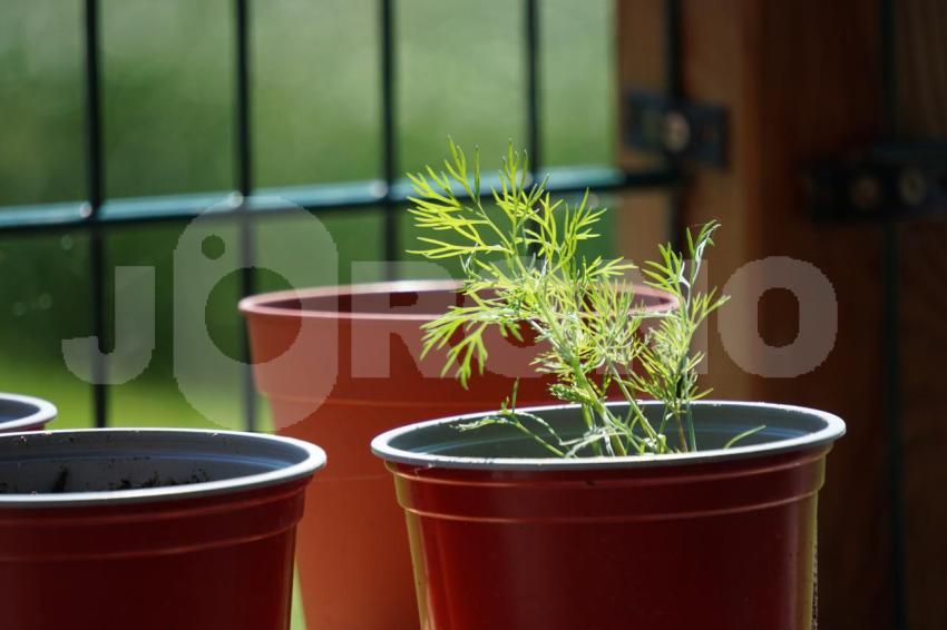 Aus der Kategorie Blumen&Pflanzen