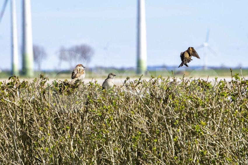 Vögel in der Natur