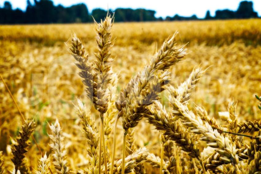 Weizenfeld