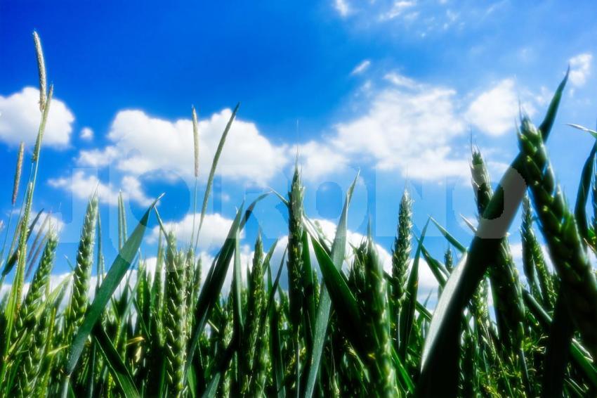 Weizenfeld unter blauem Himmel