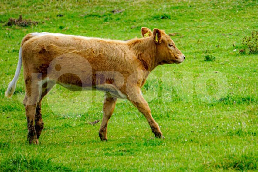 Limousin Kalb
