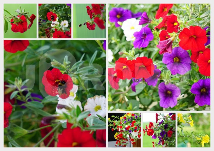 Aus der Kategorie Blumen&Pflanzen