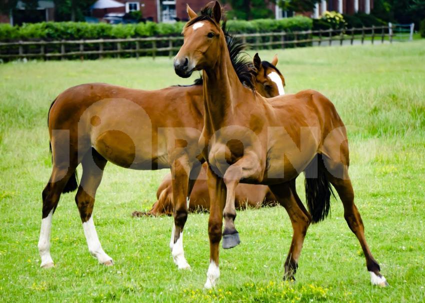 Aus der Kategorie Pferde